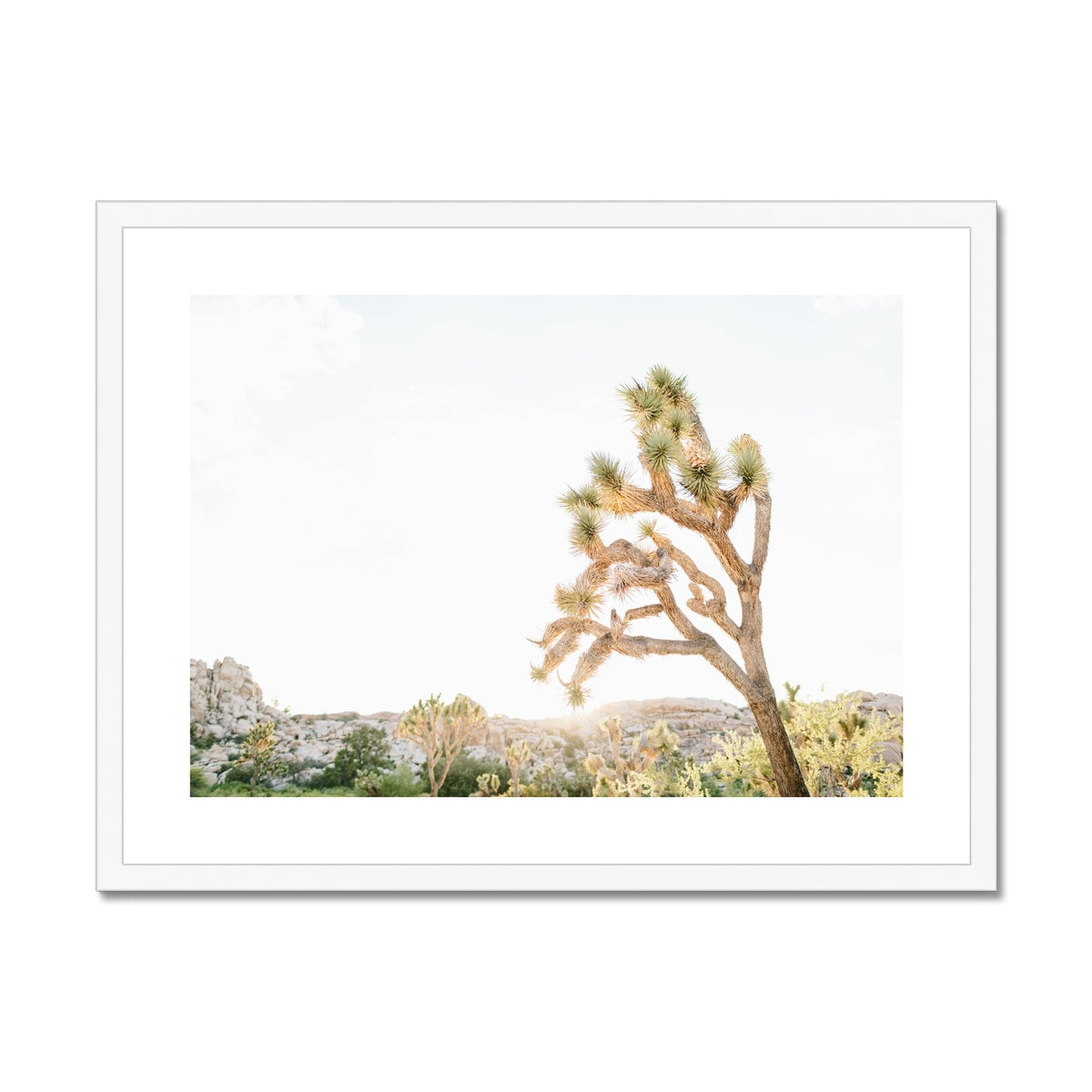 JOSHUA TREE V Framed & Mounted Print