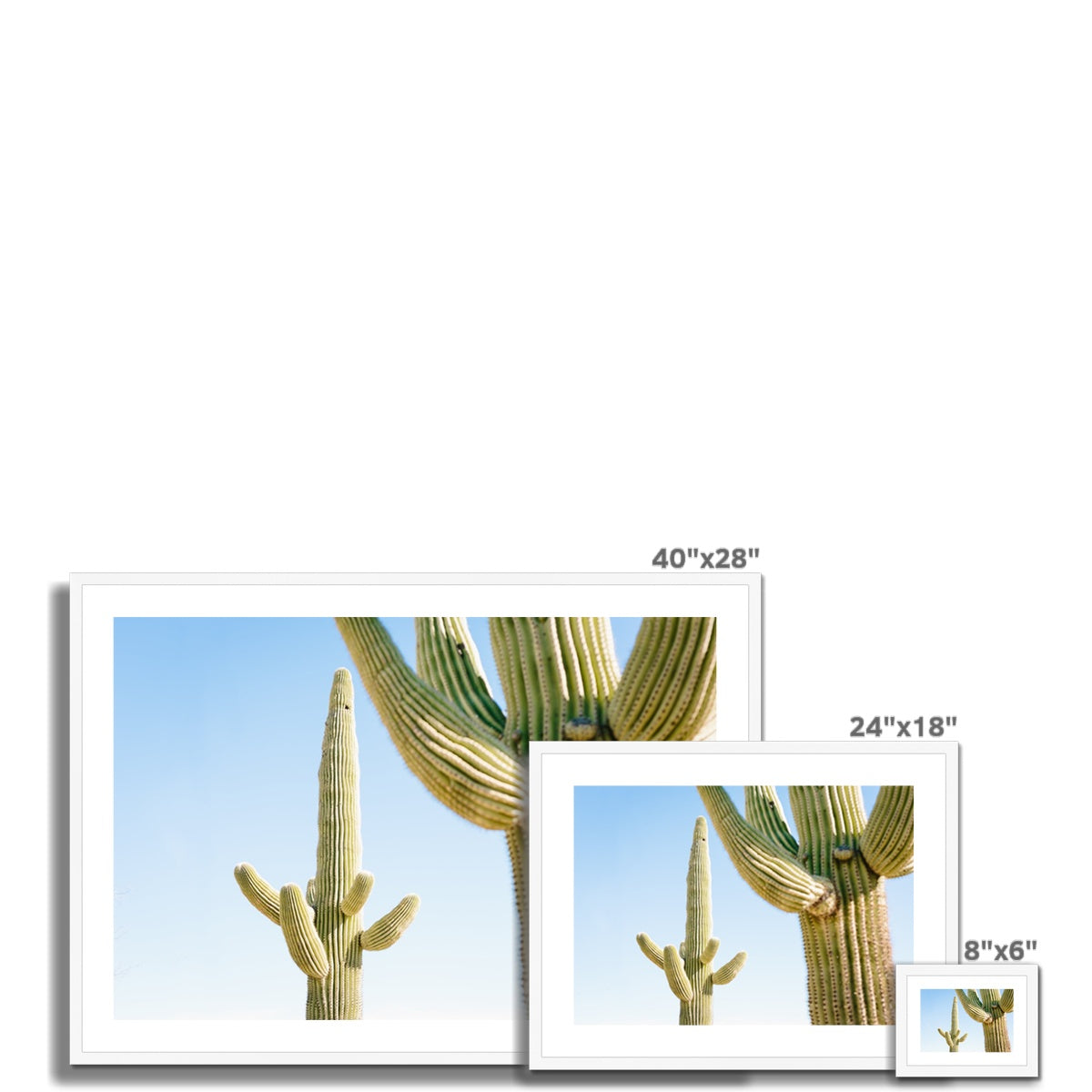 SAGUARO II Framed & Mounted Print