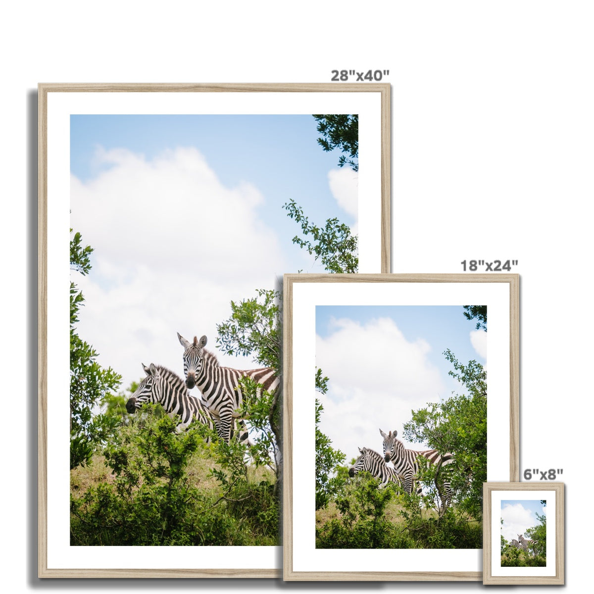 ZEBRAS Framed & Mounted Print