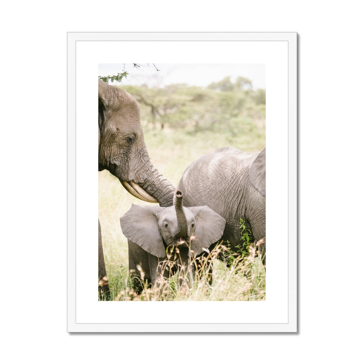 BABY ELEPHANT Framed & Mounted Print