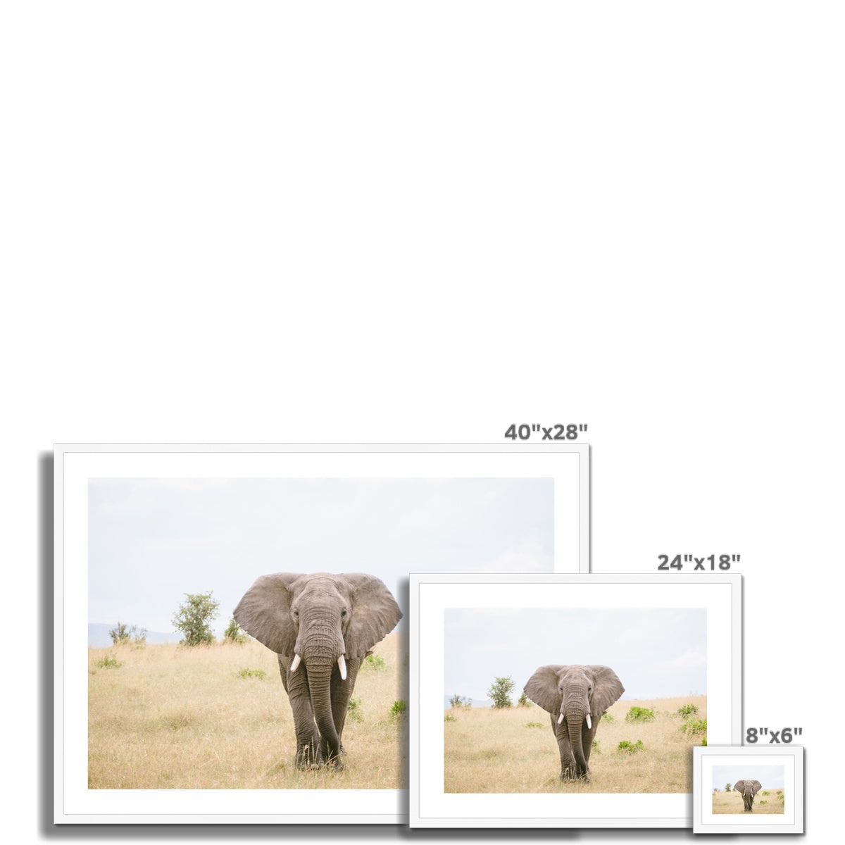 SOLO ELEPHANT Framed & Mounted Print