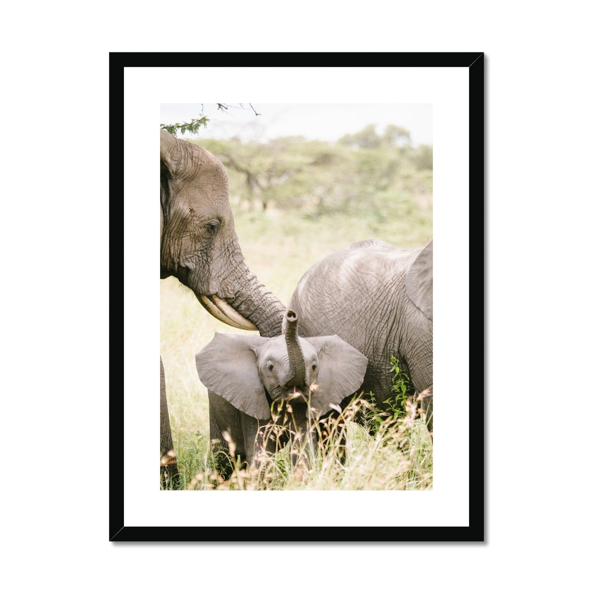 BABY ELEPHANT Framed & Mounted Print