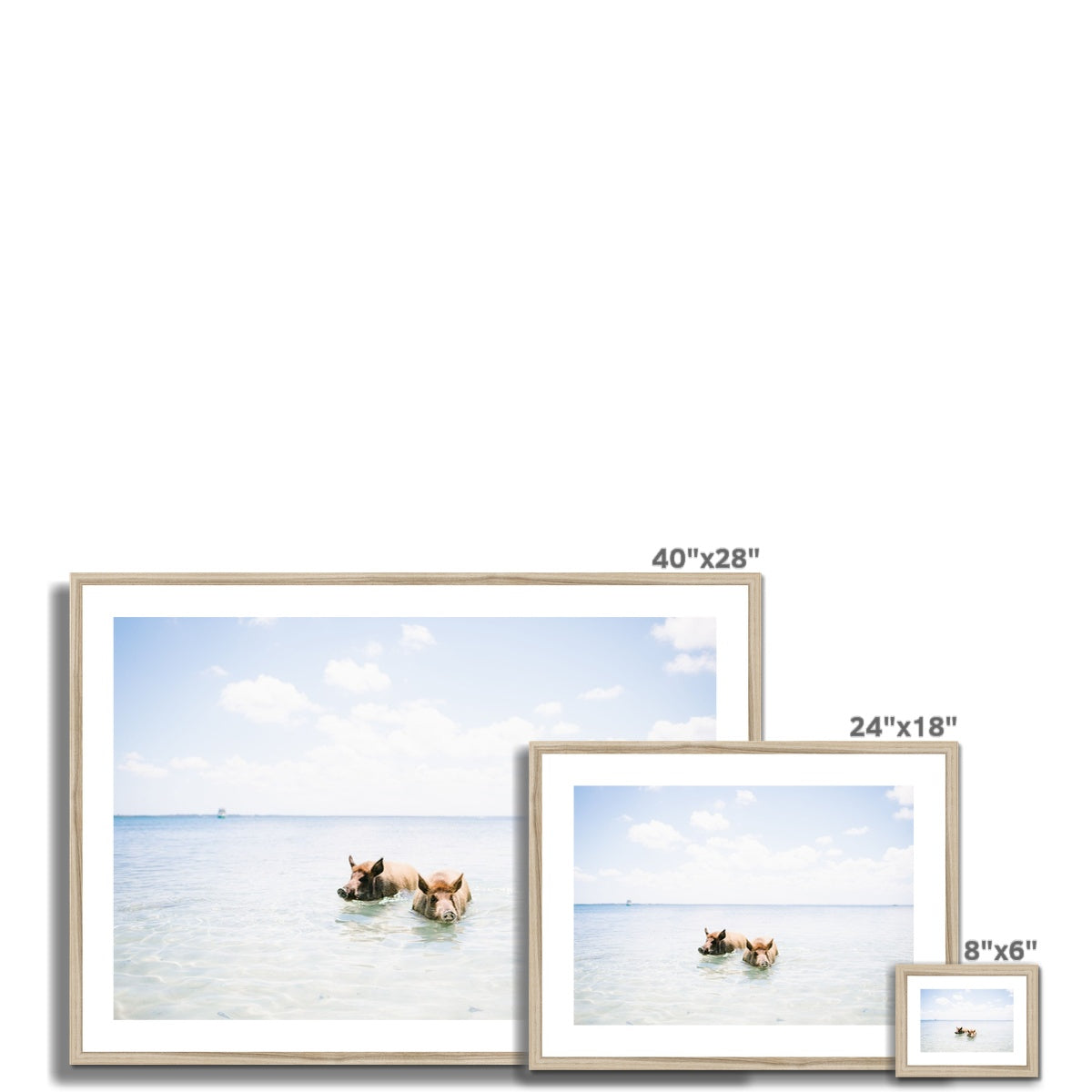 SWIMMING PIGS Framed & Mounted Print