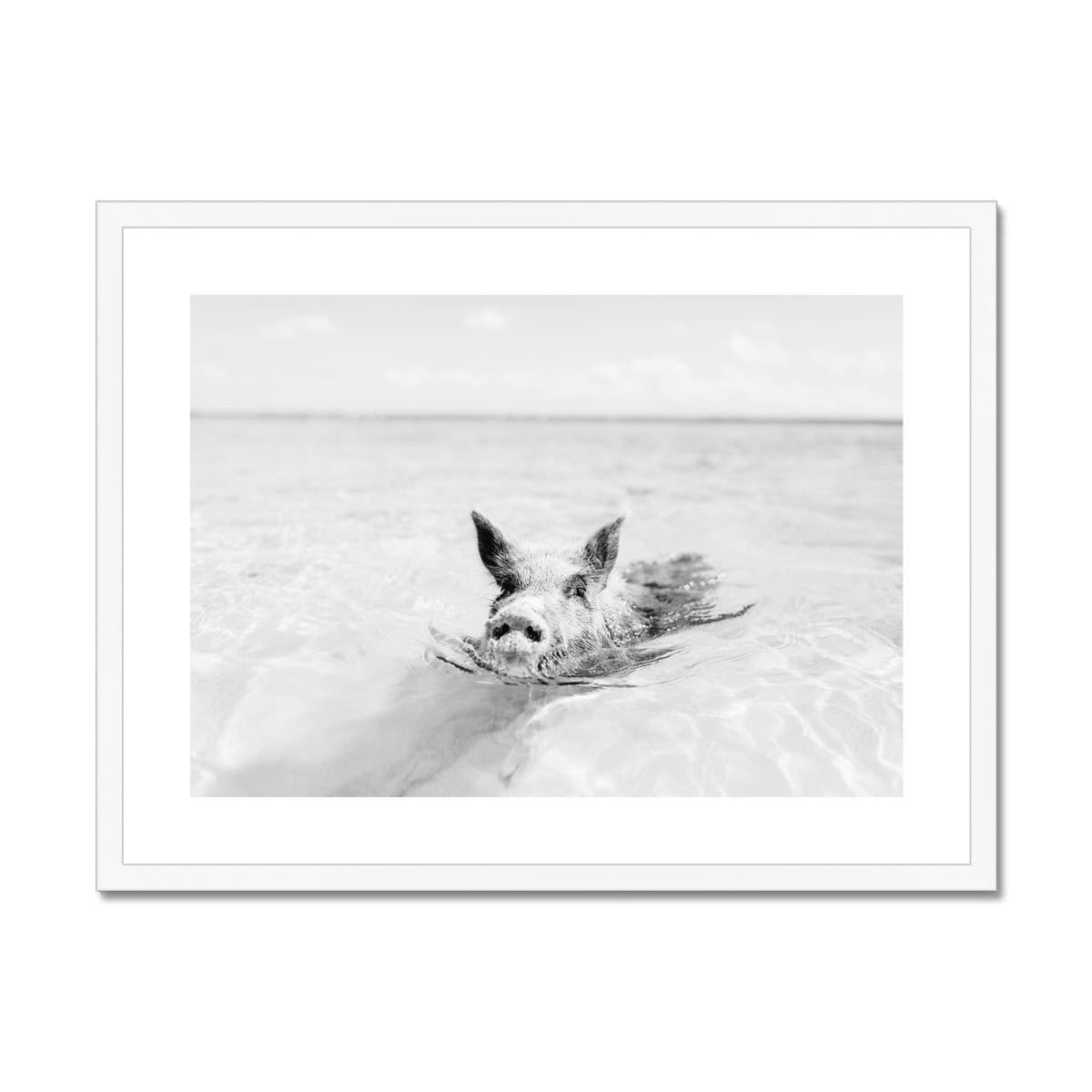 SWIMMING PIG BW Framed & Mounted Print