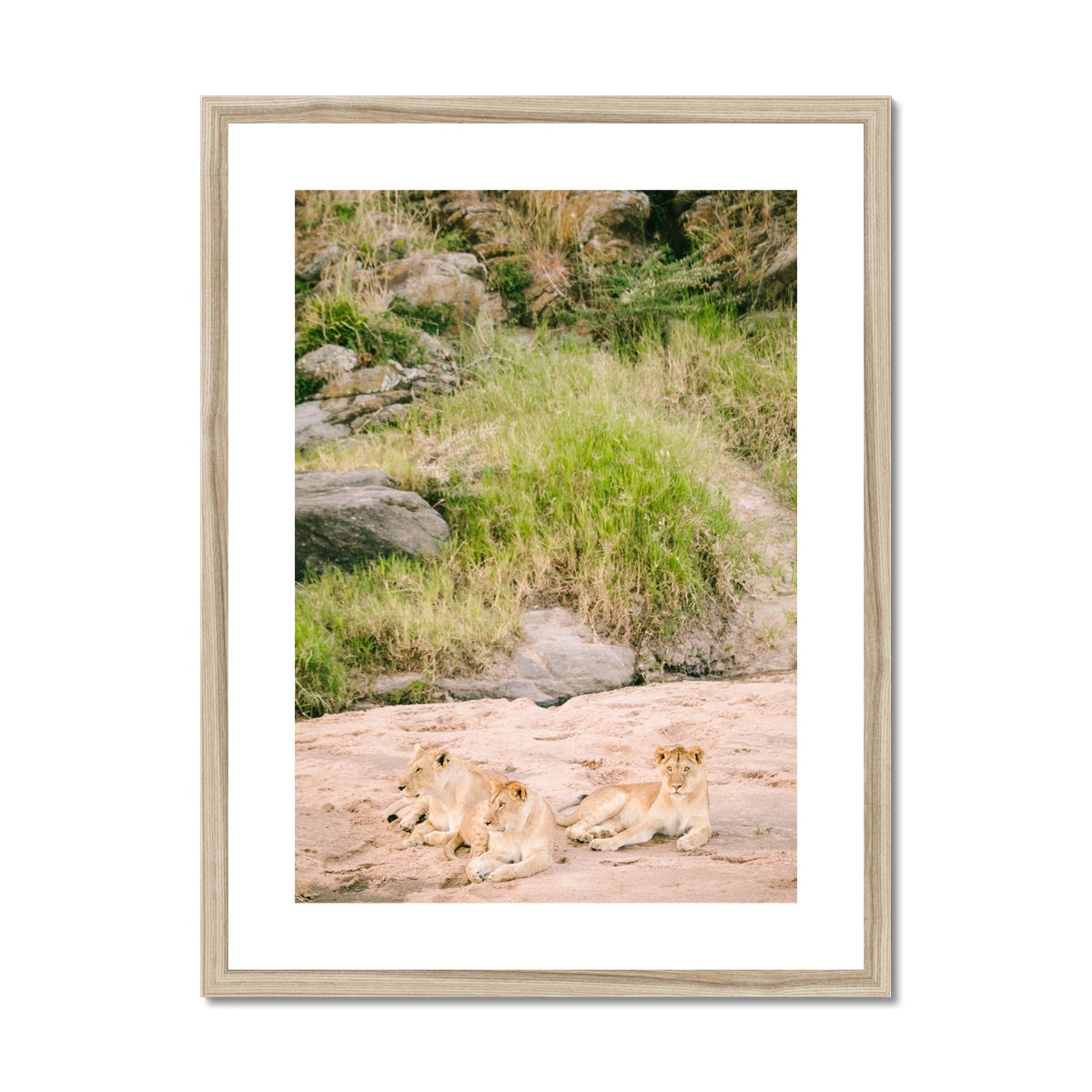 LION PRIDE Framed & Mounted Print
