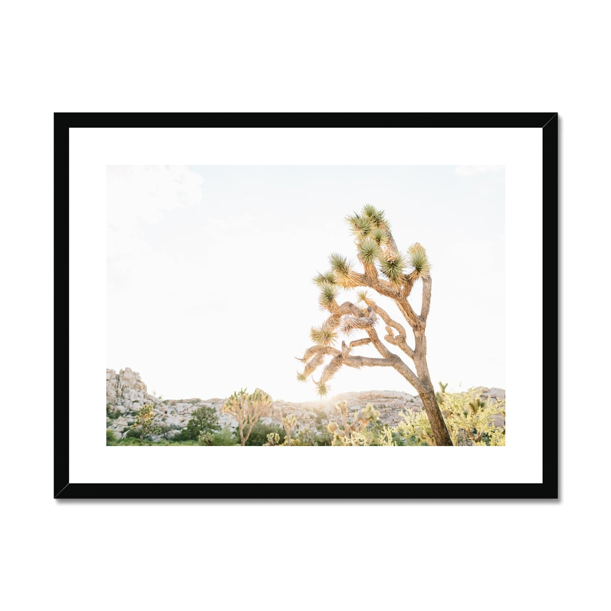 JOSHUA TREE V Framed & Mounted Print